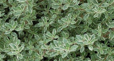 Užitečné vlastnosti stříbrné královny citronově vonící tymián, výsadba a funkce péče